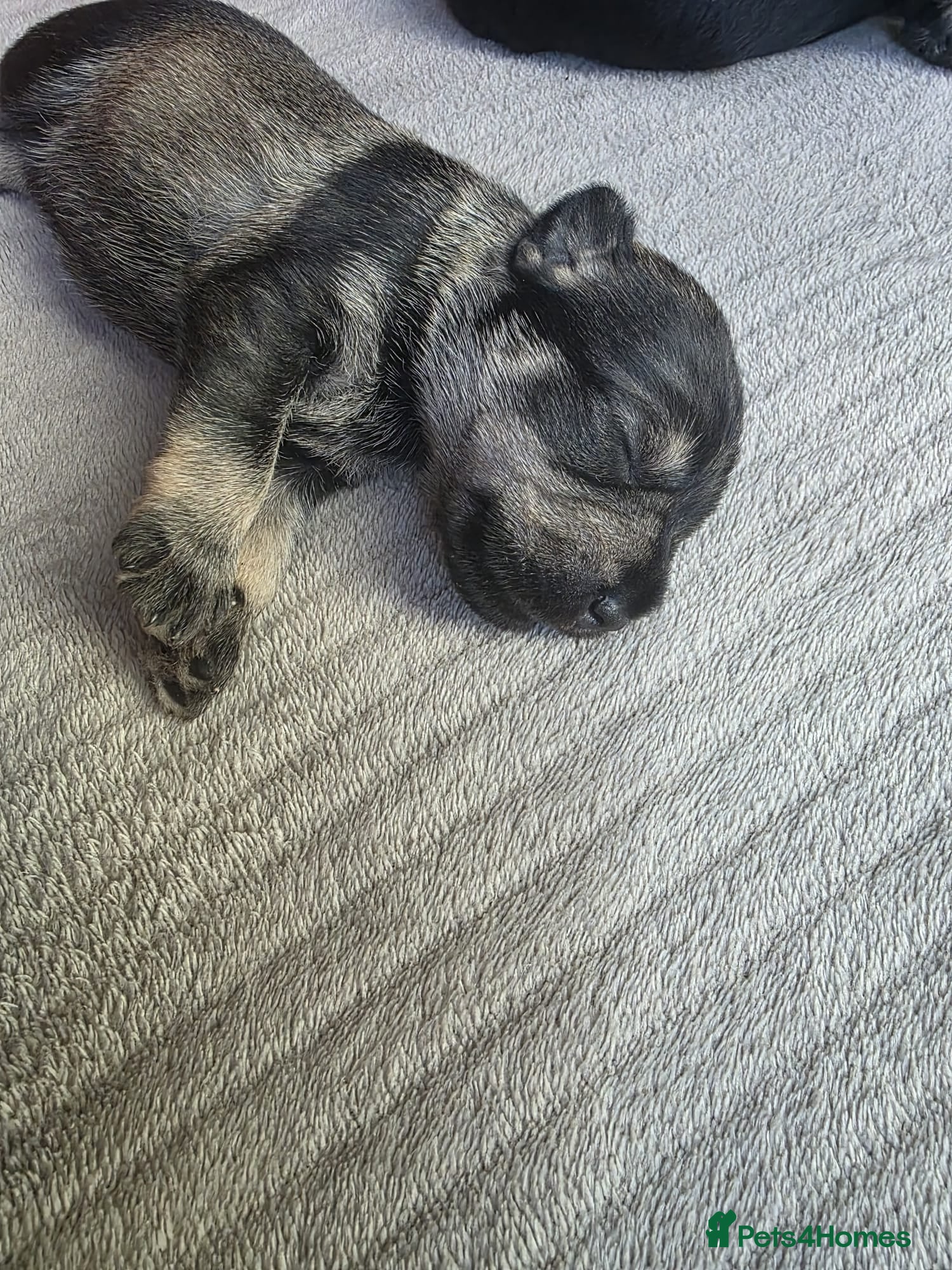 Miniature Schnauzer dogs for sale: Outstanding Miniature Schnauzer puppies - Advert 8