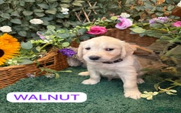 Golden Retriever dogs for sale: Stunning Golden Retriever puppies 🐾 - Image 18
