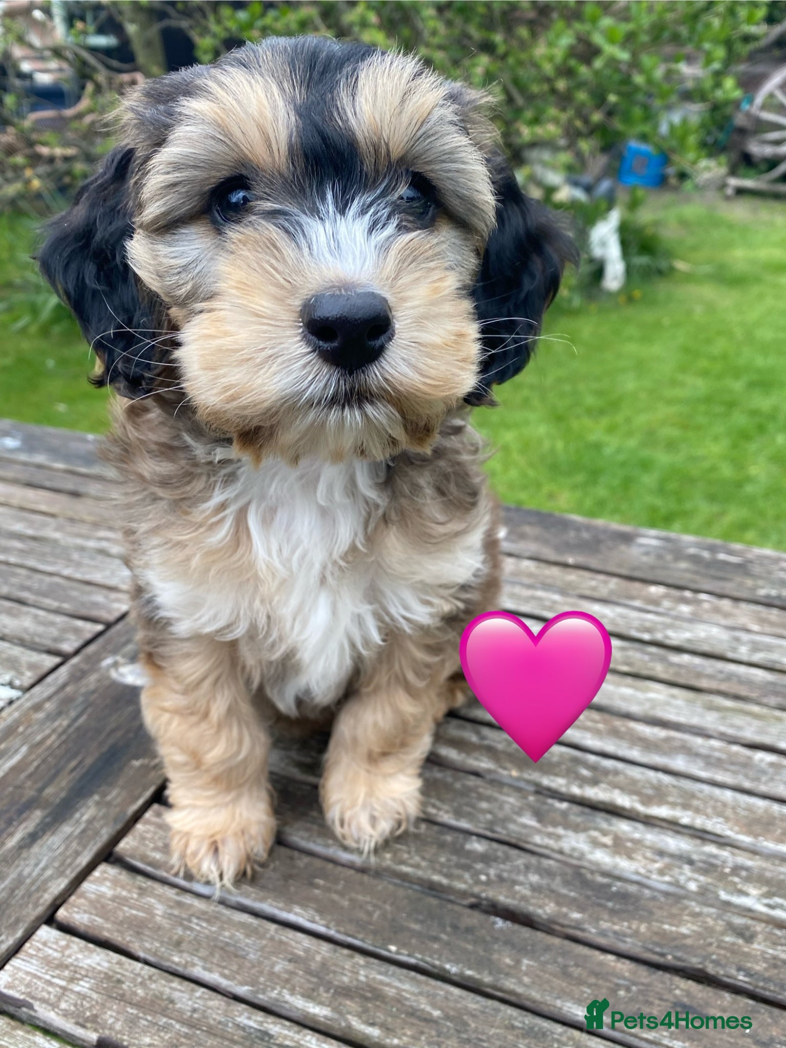 Cockapoo dogs F1 SABLE COCKAPOO GIRL,READY NOW. - Advert 9