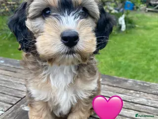 Cockapoo dogs F1 SABLE COCKAPOO GIRL,READY NOW. - Advert 9