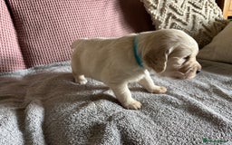 Golden Retriever dogs for sale: 3 beautiful Golden Retriever puppies  - Image 9