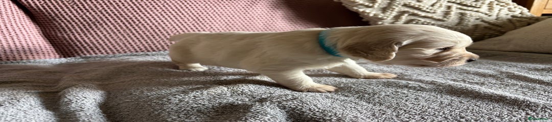 Blue Boy