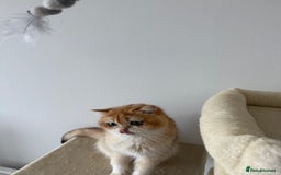 British Shorthair cats for sale: British shorthair TICA male kitten in Sheffield - Image 4