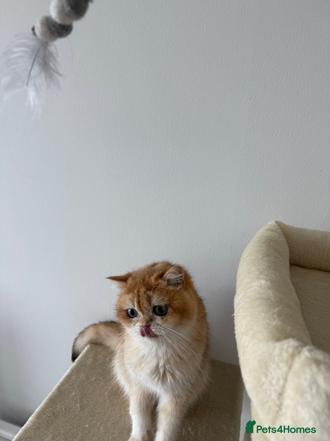 British Shorthair cats for sale: British shorthair TICA male kitten in Sheffield - Image 4