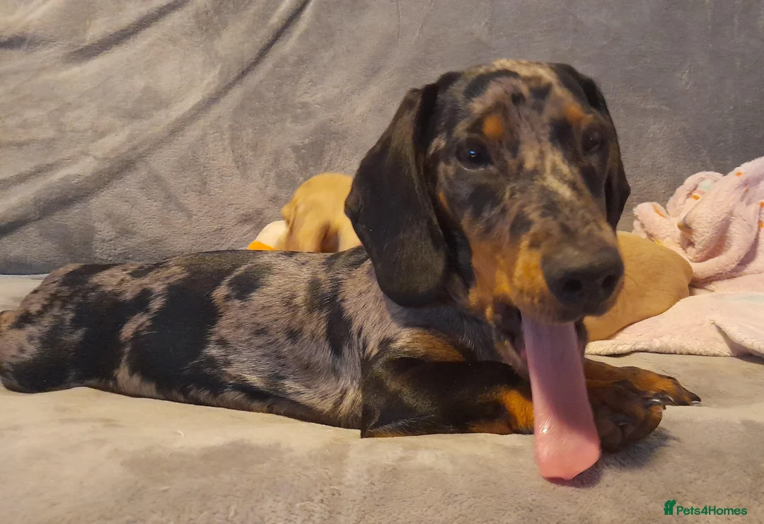 Miniature Dachshund dogs for stud: KC Chocolate dapple boy for stud very gentle. in Skegness - Advert 25
