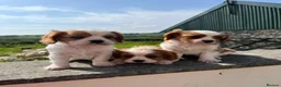 Cavalier King Charles Spaniel dogs for sale: Blenheim boys available  - Advert 3