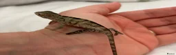 Chameleon reptiles for sale: Blue Ambanja Panther Chameleons  - Advert 20