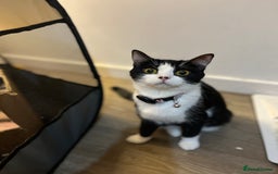 British Shorthair cats for sale: Male kitten ready to go - Image 2