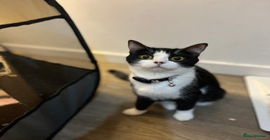 British Shorthair cats - Advert 14