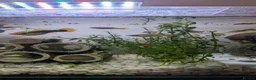 Platies fish for sale: Platies For Sale  in Southend-on-Sea - Advert 6