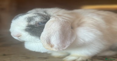 Mini Lop rabbits - Advert 5