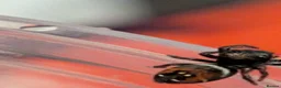Spiders invertebrates for sale: Phiddipus carneus  - Advert 9