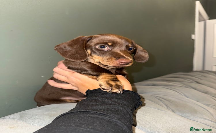 Dachshund dogs - Advert 4