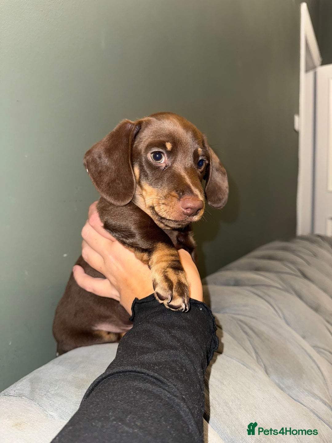 Dachshund dogs for sale: Dashaund - Image 1