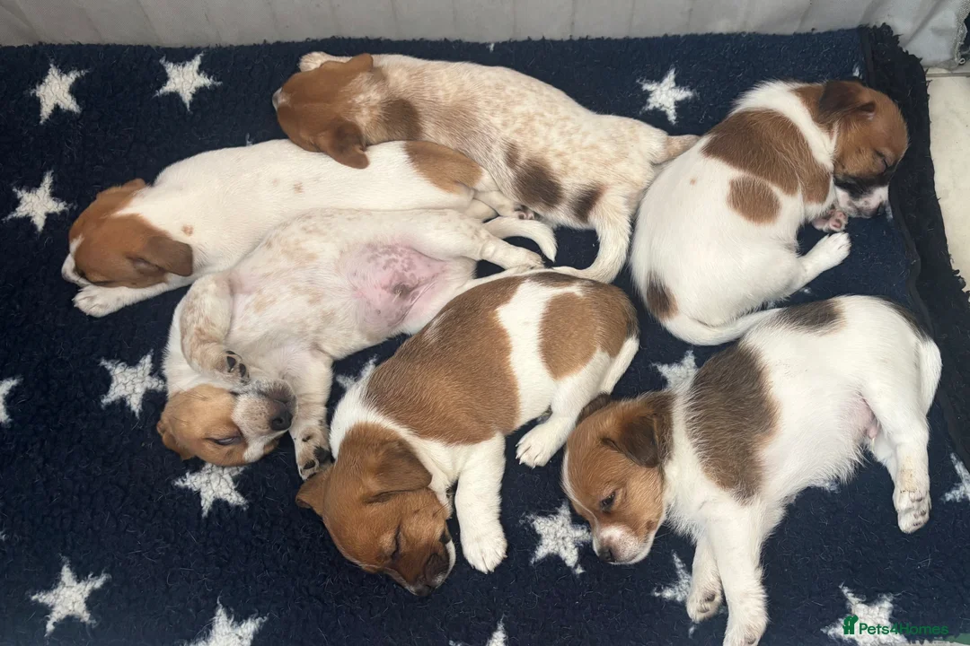 Jack Russell dogs for sale: Jack Russell Puppies - Advert 1