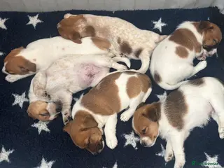 Jack Russell dogs Jack Russell Puppies - Advert 1