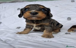 Cockapoo dogs for sale: Cockapoo puppies beautiful colours  - Image 18