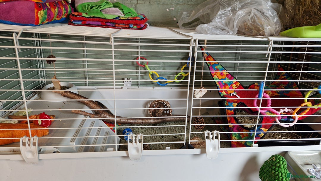 Guinea Pig rodents for sale: Guinea pigs x2 - Image 2