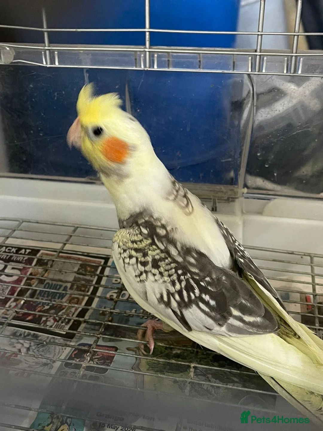 Cockatiels birds for sale: Baby cockatiels for sale - read ad for prices  - Advert 22