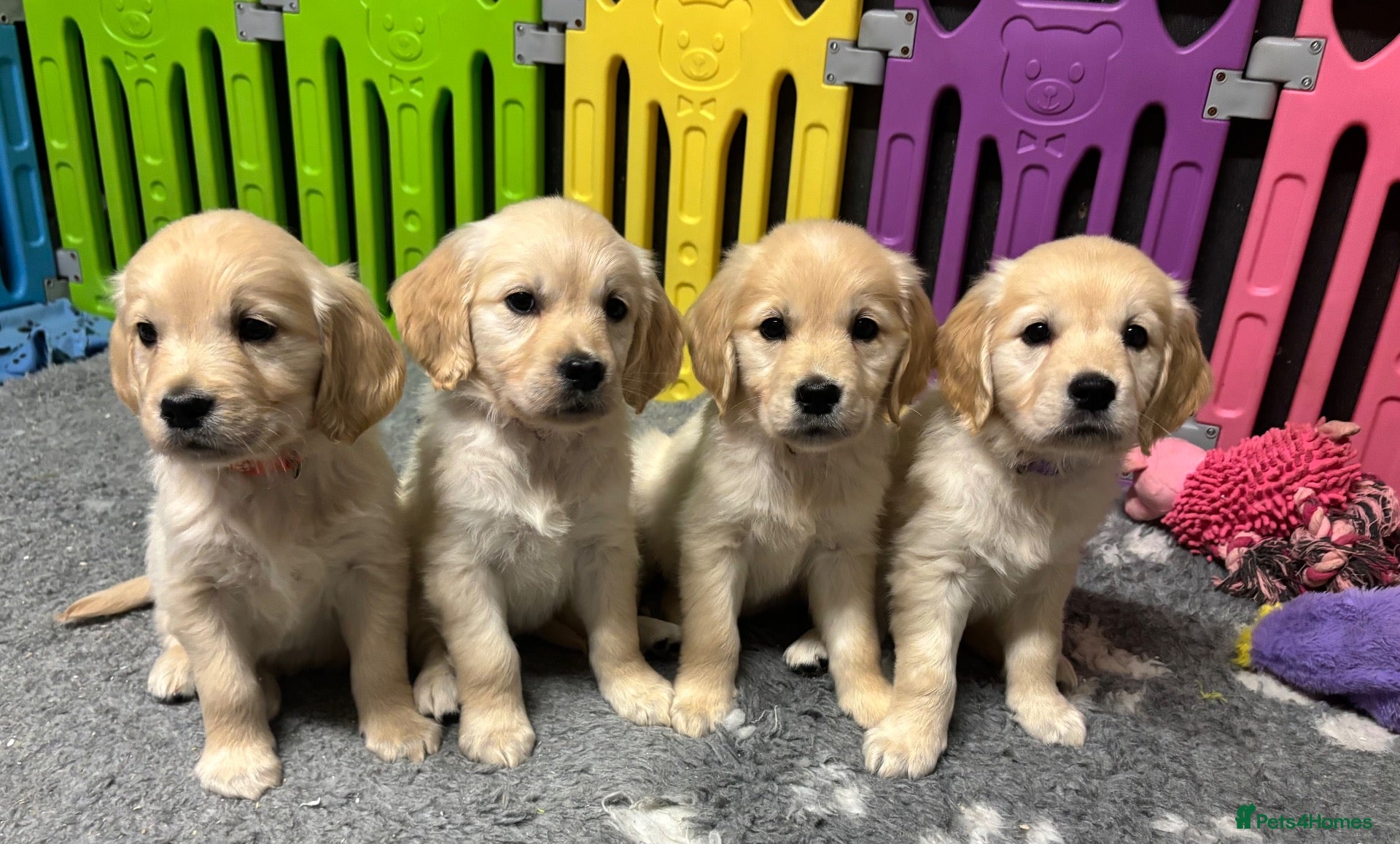 Golden Retriever dogs Beautiful Kc registered Golden Retriever puppies  - Advert 1