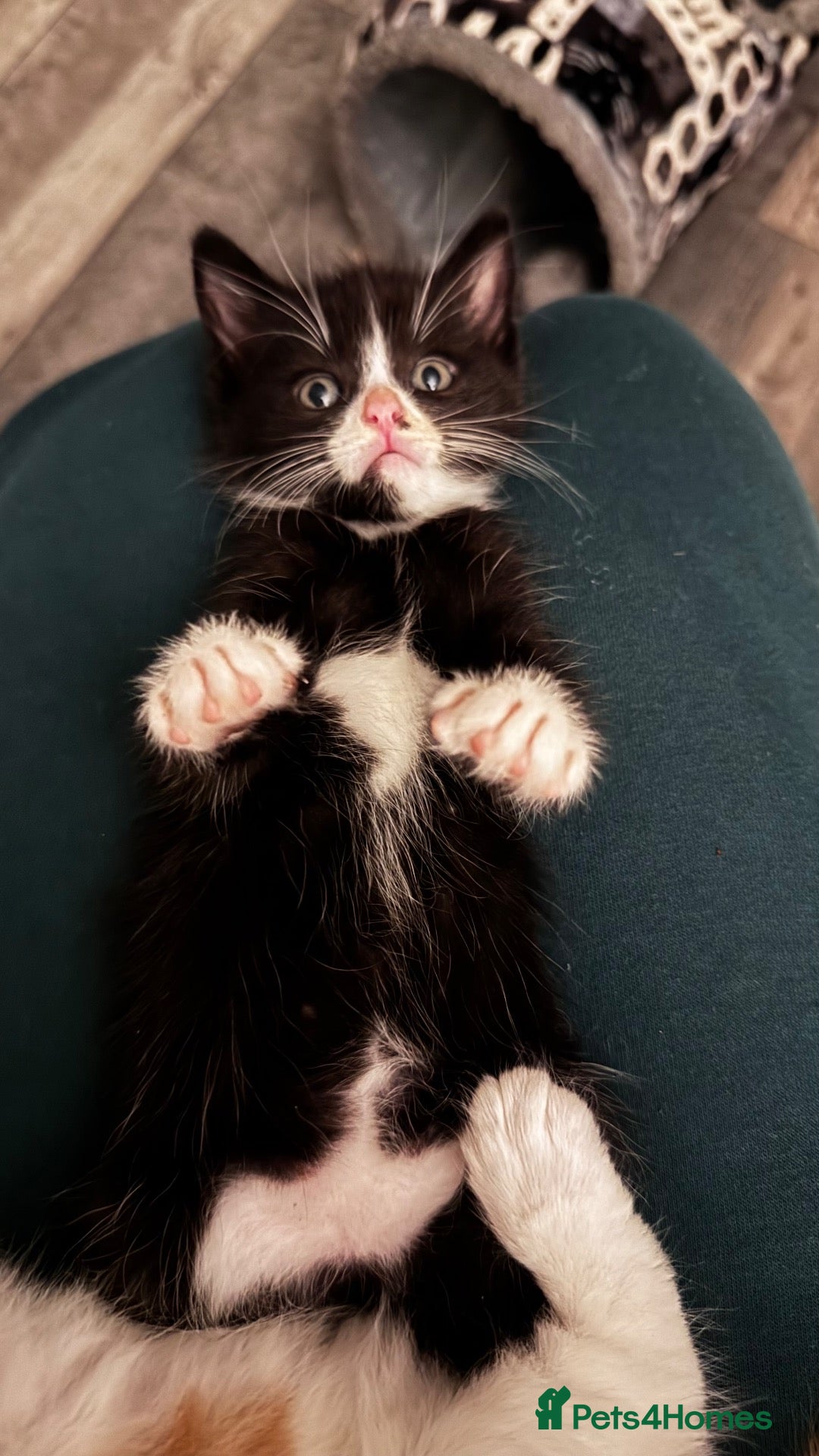 Mixed Breed cats Little boy ready for a new home - Advert 1