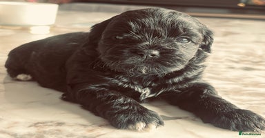 Shihpoo dogs - Advert 1