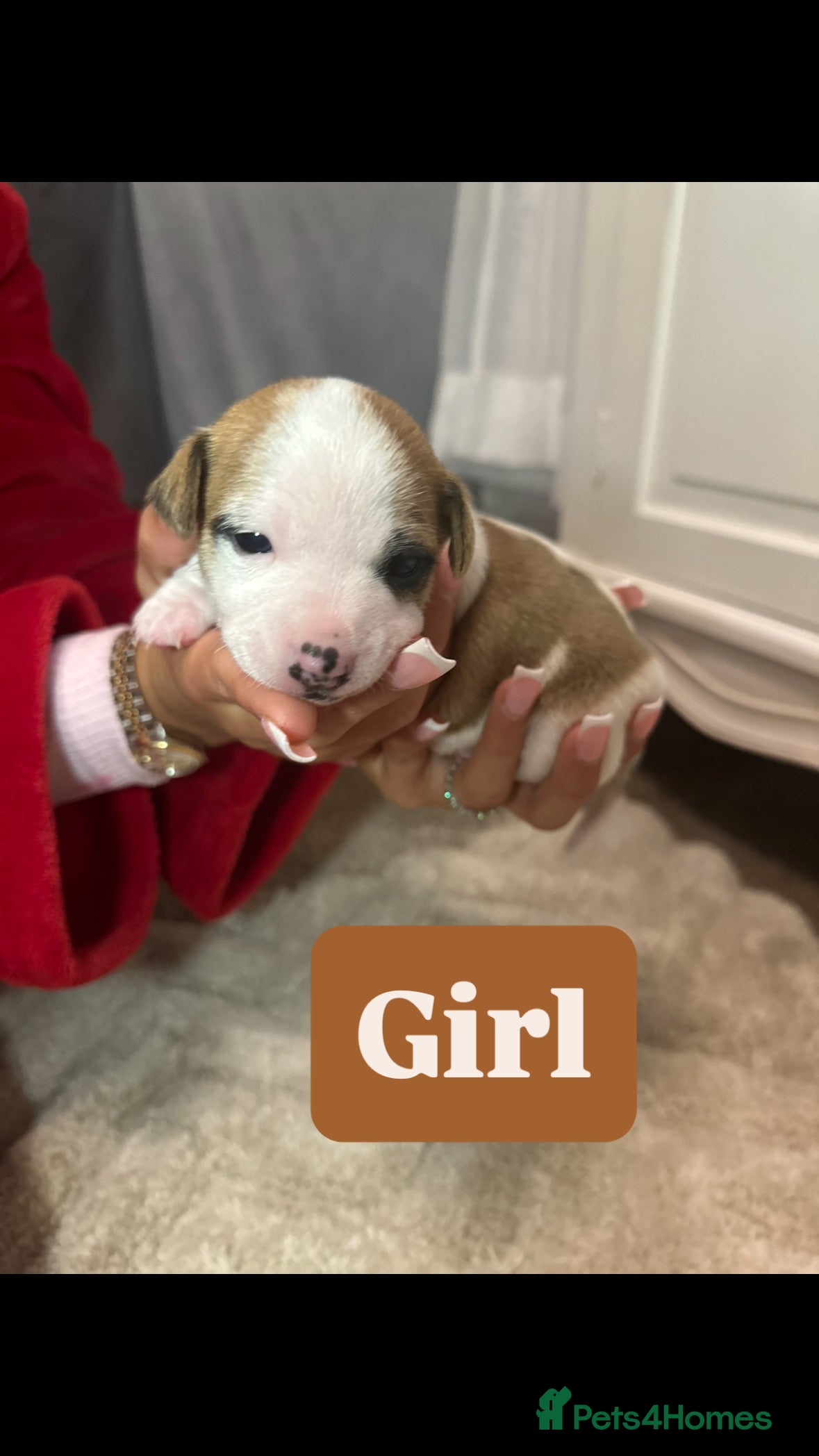 Jack Russell dogs Miniature jack russell puppies  - Advert 2