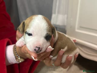 Jack Russell dogs Miniature jack russell puppies - Advert 3
