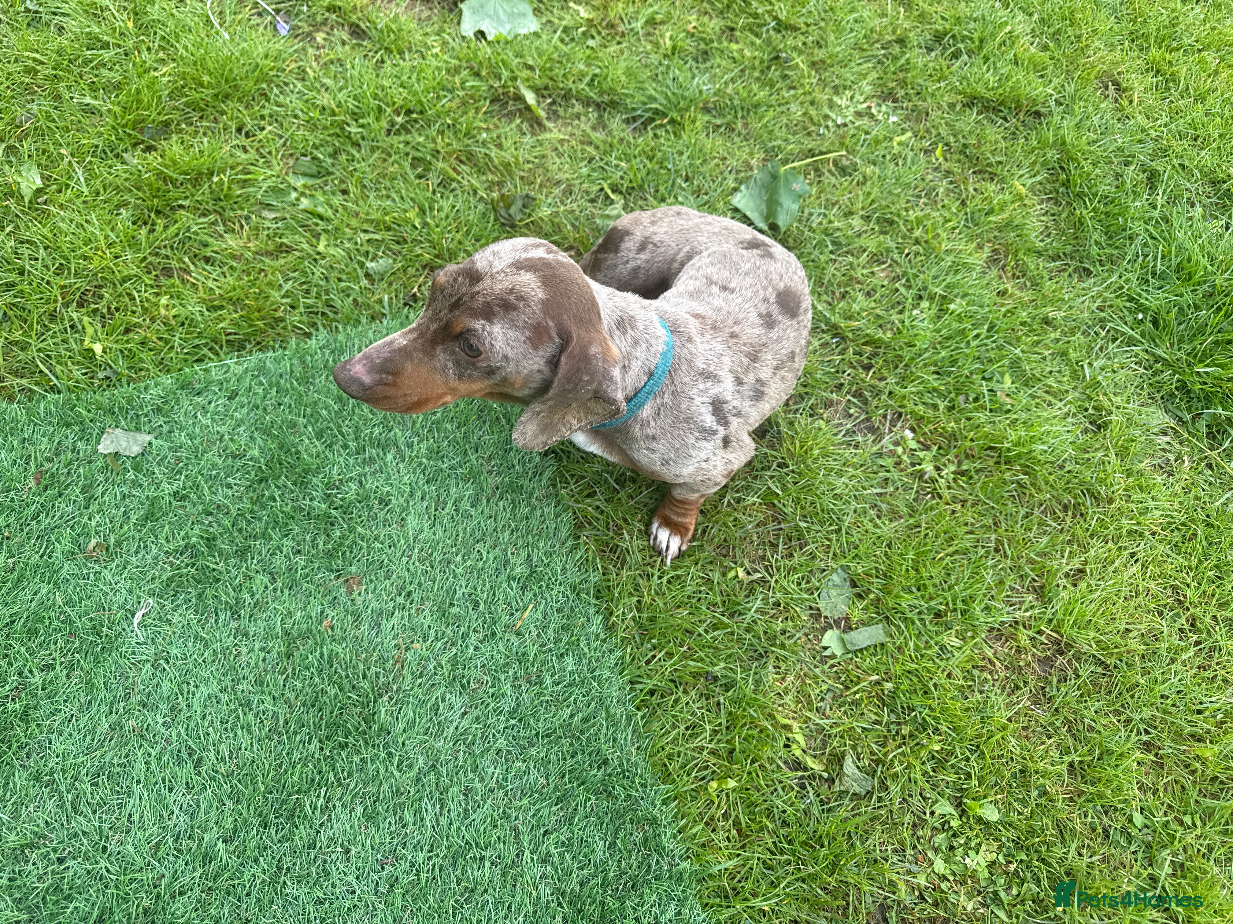 Chico