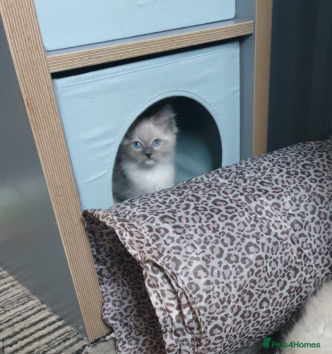 Ragdoll cats for sale: Blue point and blue point mitted ragdolls  - Image 3