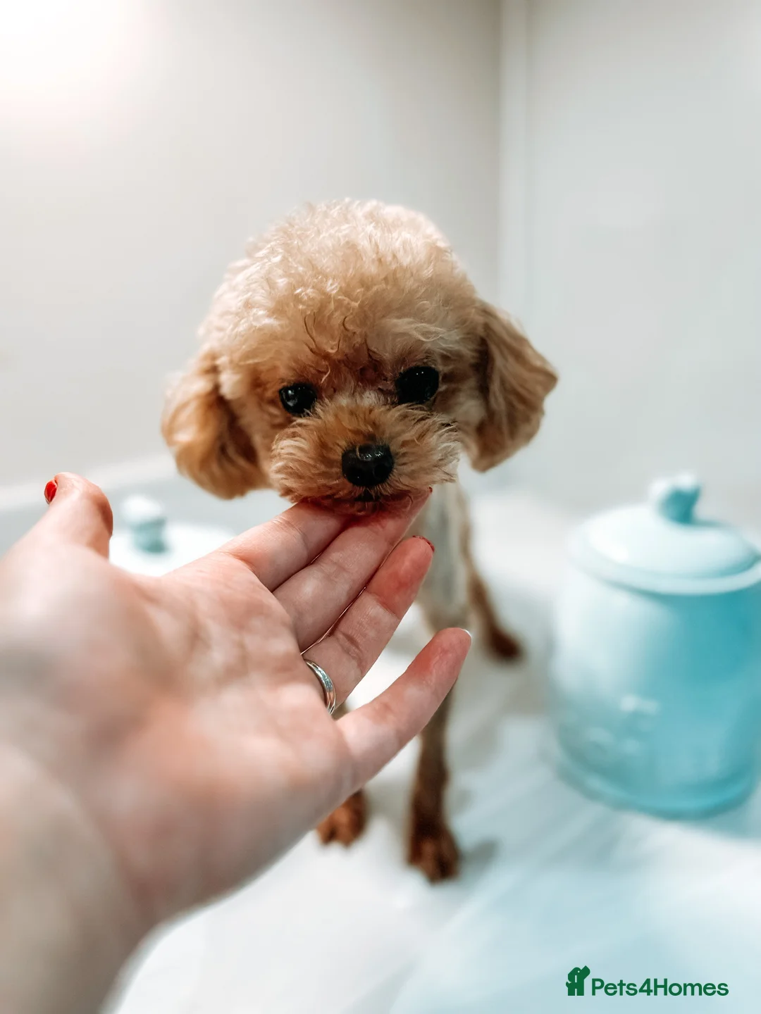 Toy Poodle dogs for stud:  **  Asian KC Toy Poodle for Stud DNA tested in Rickmansworth - Advert 4