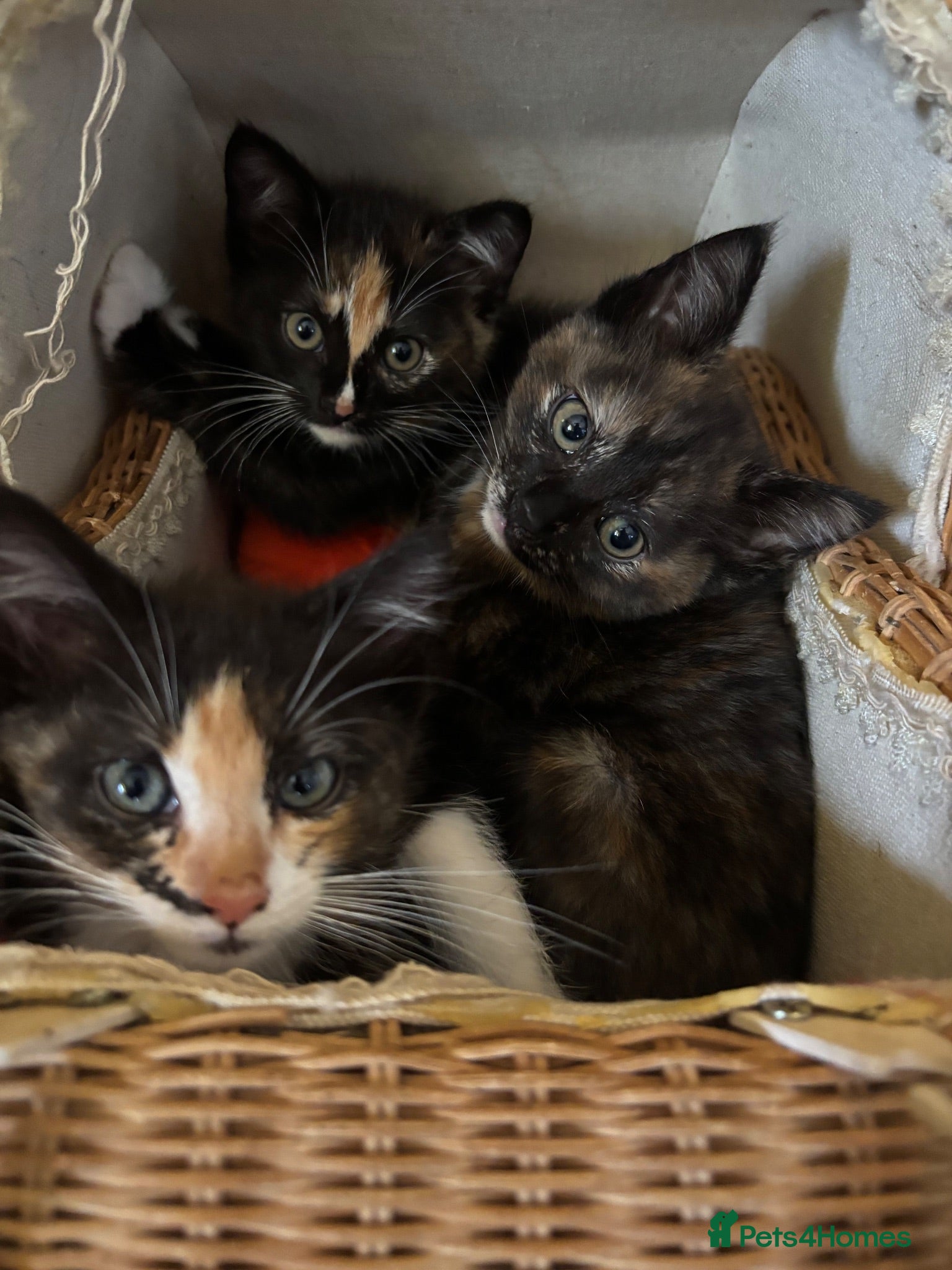 Ragdoll cats 🐾 Gorgeous Ragdoll Cross Kittens🐾 - Advert 12