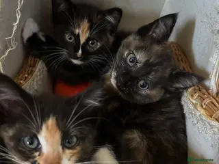 Ragdoll cats 🐾 Gorgeous Ragdoll Cross Kittens🐾 - Advert 1