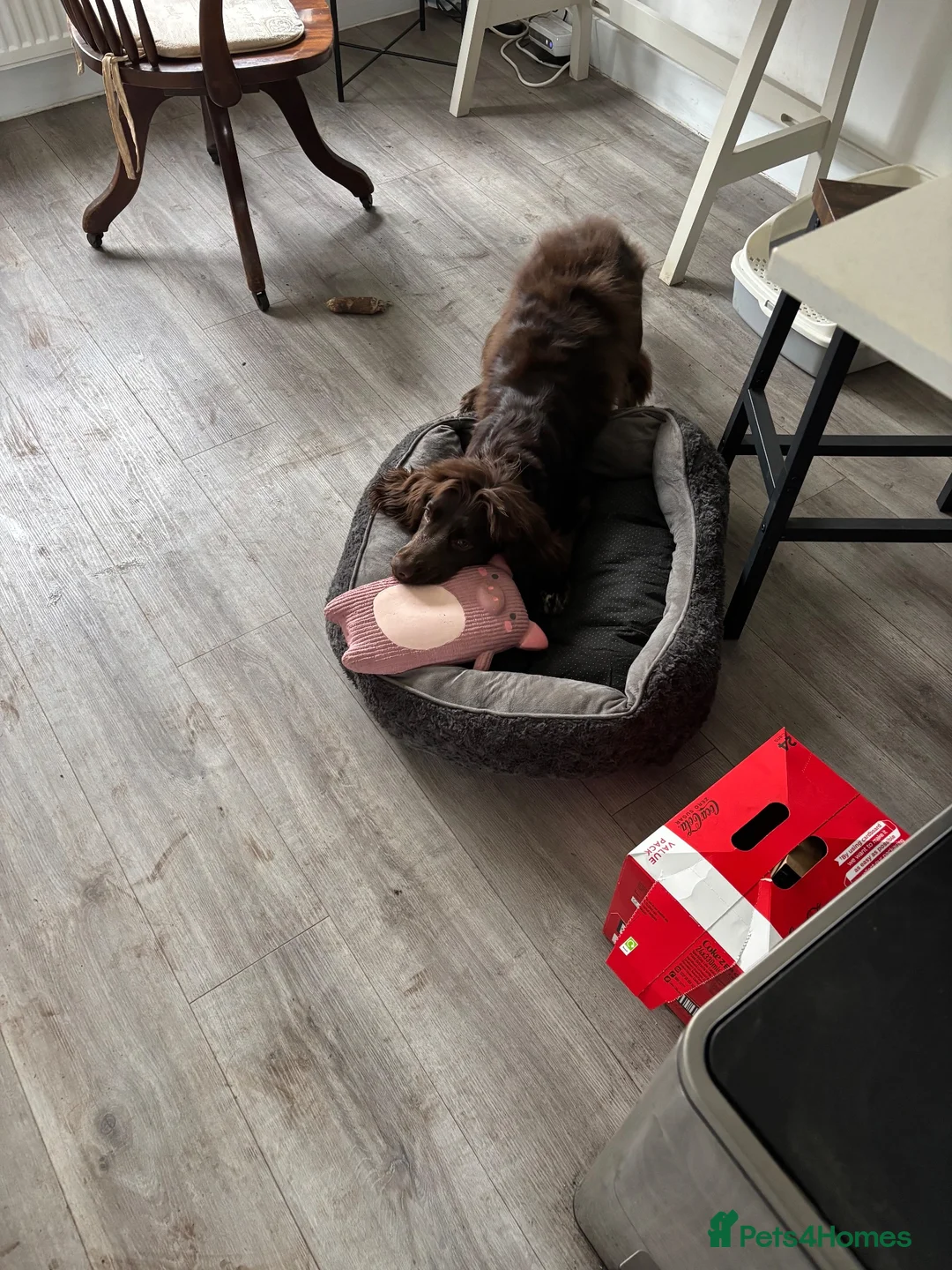 Cocker Spaniel dogs for sale: Charlie looking for a forever home in Matlock - Advert 2