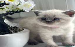 British Shorthair cats for sale: British Shorthair colour point kittens white  - Image 5