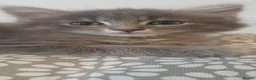 Mixed Breed cats for sale: Cute kittens  - Advert 9