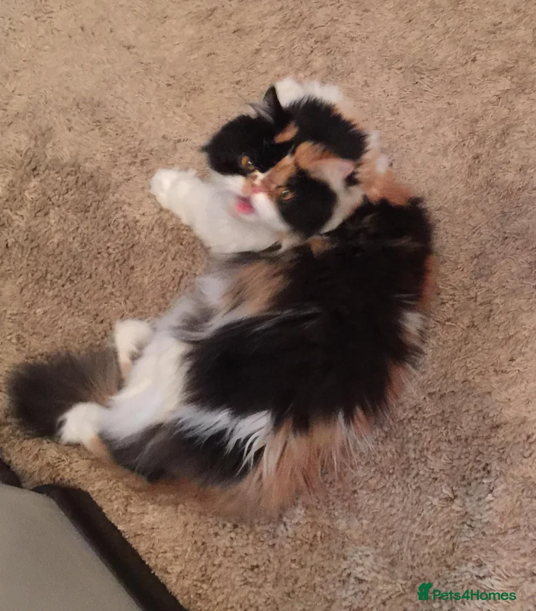 Persian cats for sale: Two beautiful Persian x - Advert 2