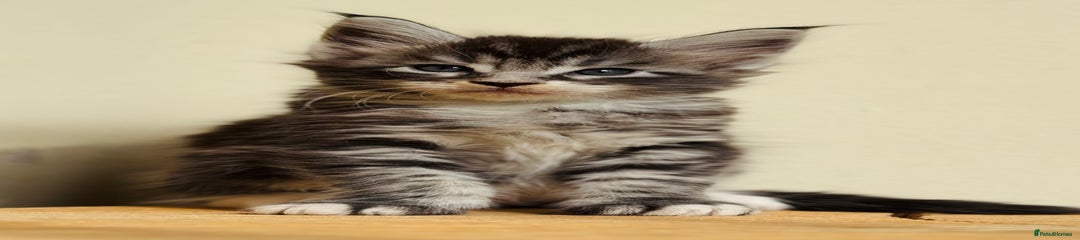 Maine Coon Kitten 2