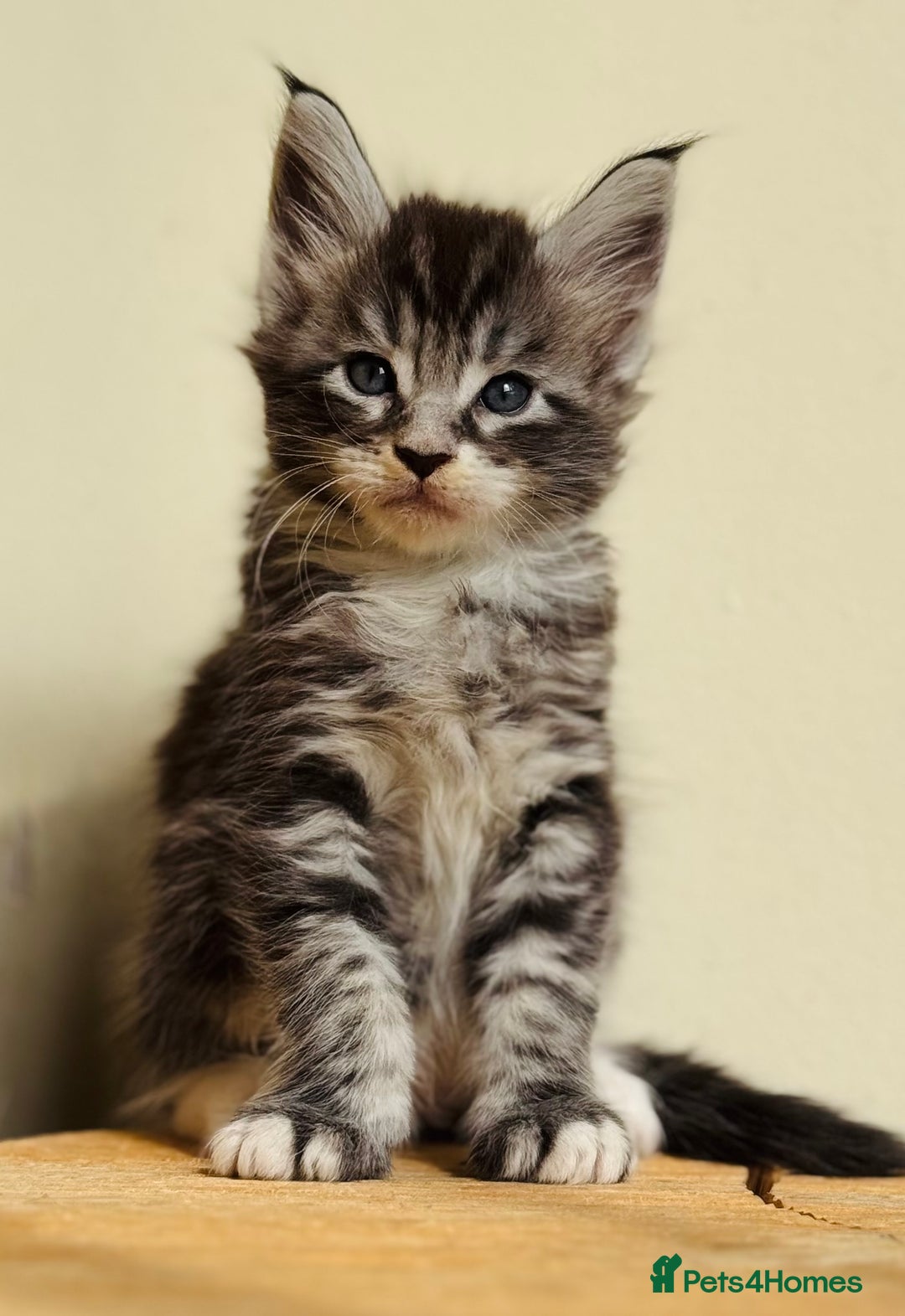 Maine Coon cats for sale: Beautiful pure bred Maine Coon kittens - Image 6