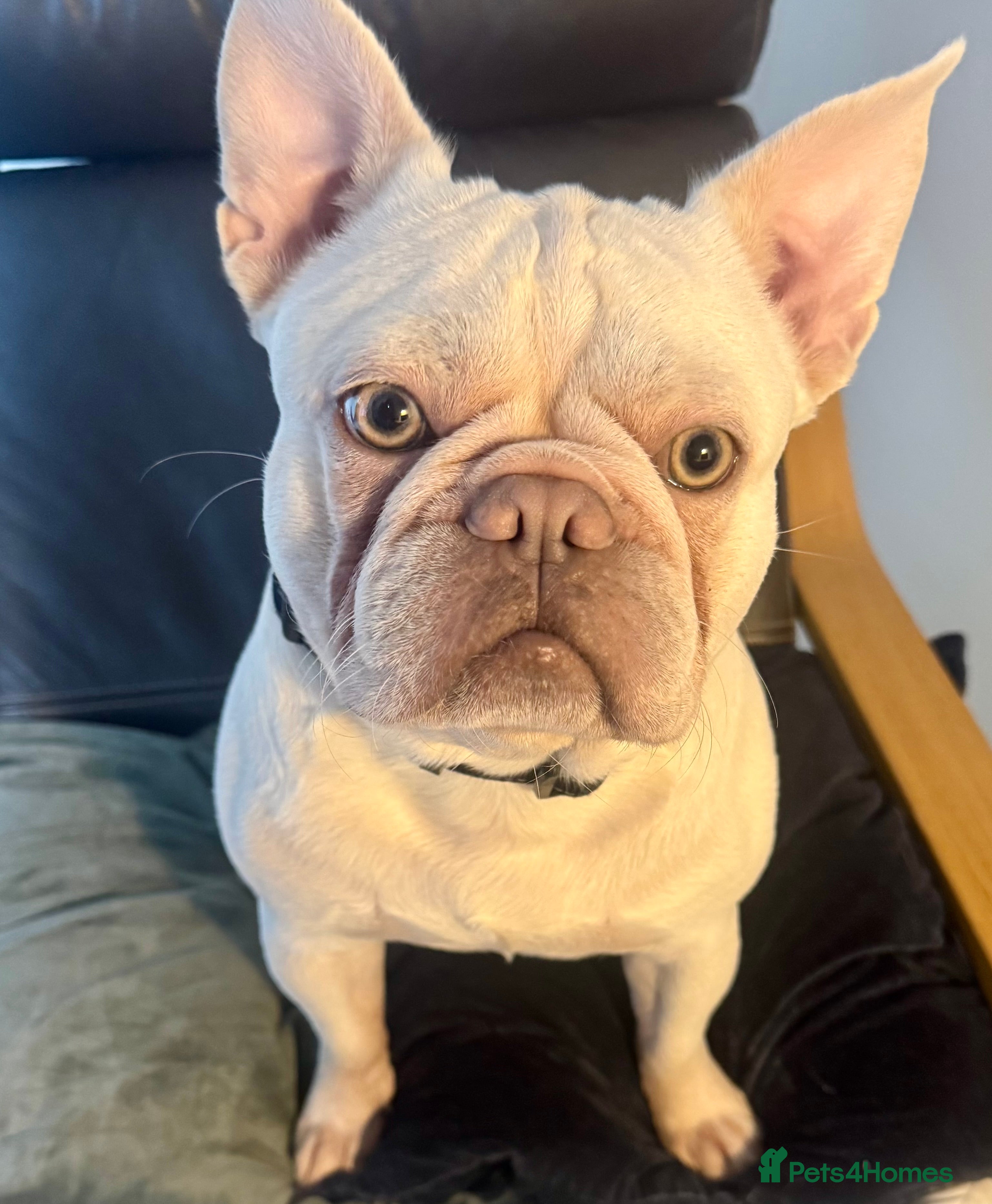 French Bulldog dogs 2 year-old Male Frenchie - Advert 11