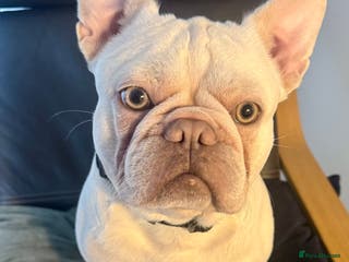 French Bulldog dogs 2 year-old Male Frenchie - Advert 17