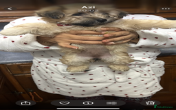 Havanese dogs for sale: Havanese - Image 6