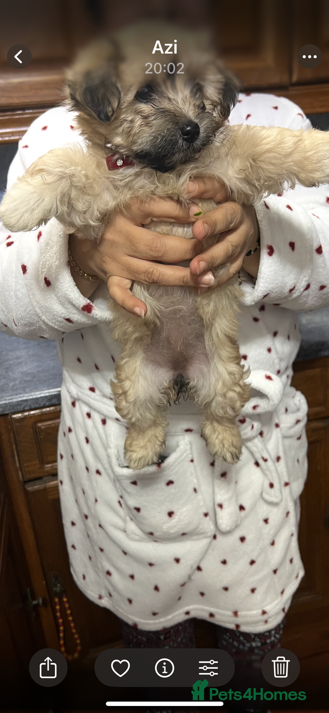 Havanese dogs for sale: Havanese - Image 6