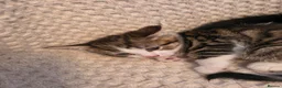 Mixed Breed cats for sale: Kittens  - Advert 4