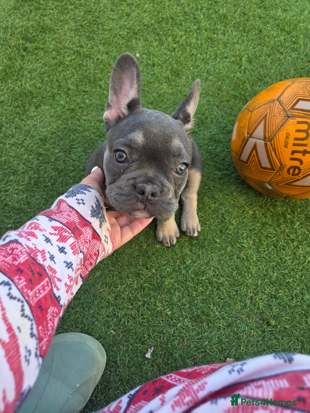 French Bulldog dogs for sale: 6 beautiful French bulldog puppys - Image 15