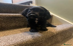 Sprocker dogs for sale: Sprocker puppies bred in 5 * licensed premises  - Image 3