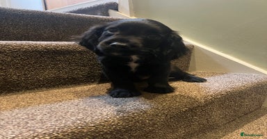 Sprocker dogs - Advert 10