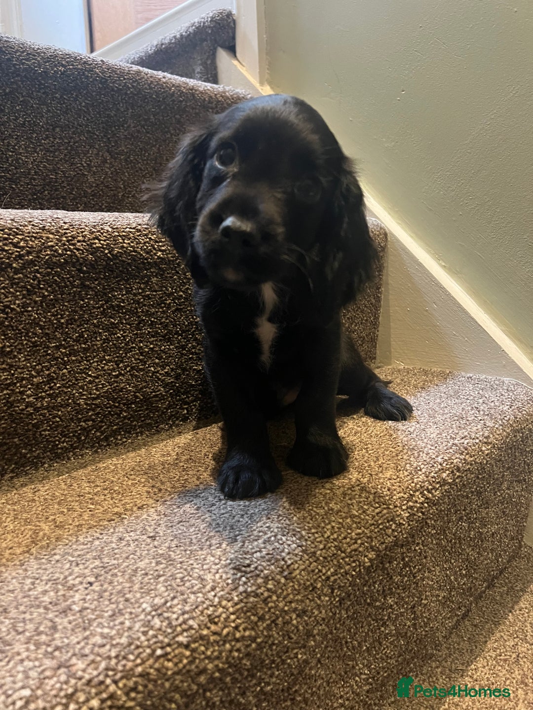 Sprocker dogs for sale: Sprocker puppies bred in 5 * licensed premises  - Image 3