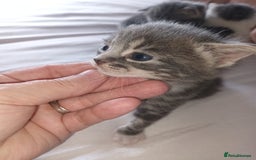 Mixed Breed cats for sale: Beautiful fluffy grey tabby kittens - Image 8