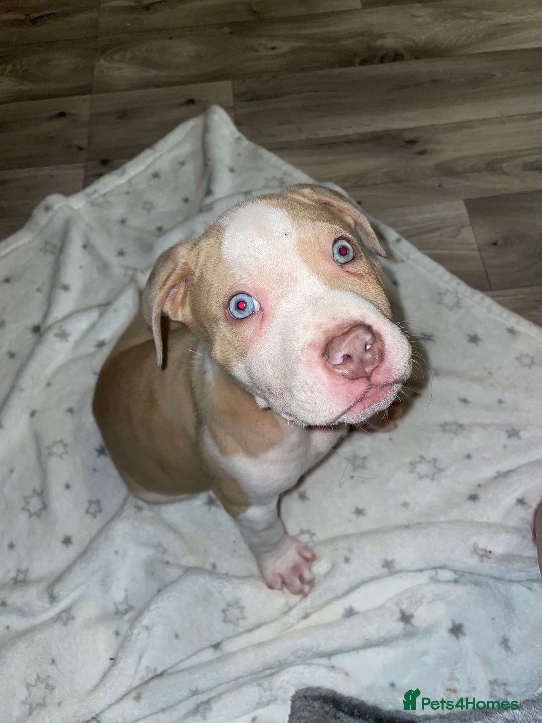 American Bulldog dogs for sale: Beautiful American bulldog boy pup - Image 8